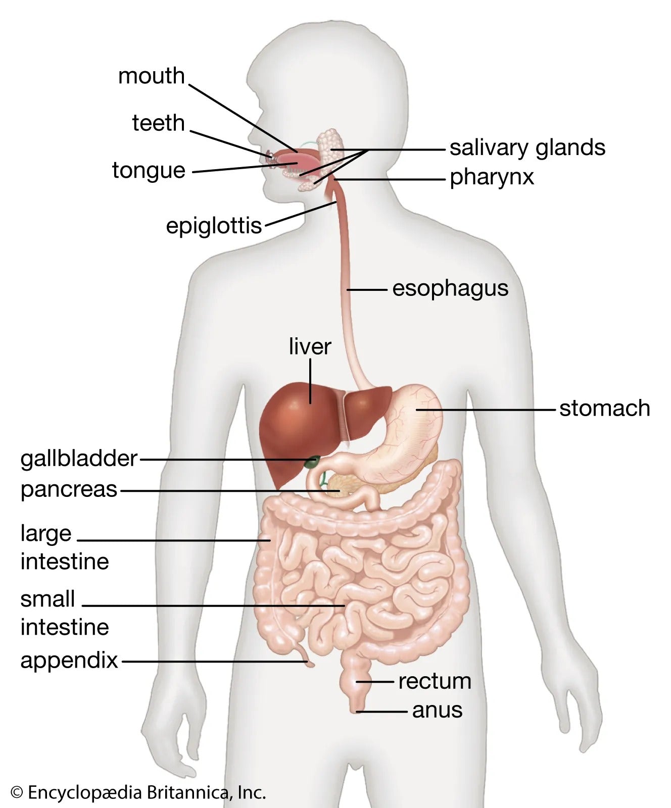 Digestive System