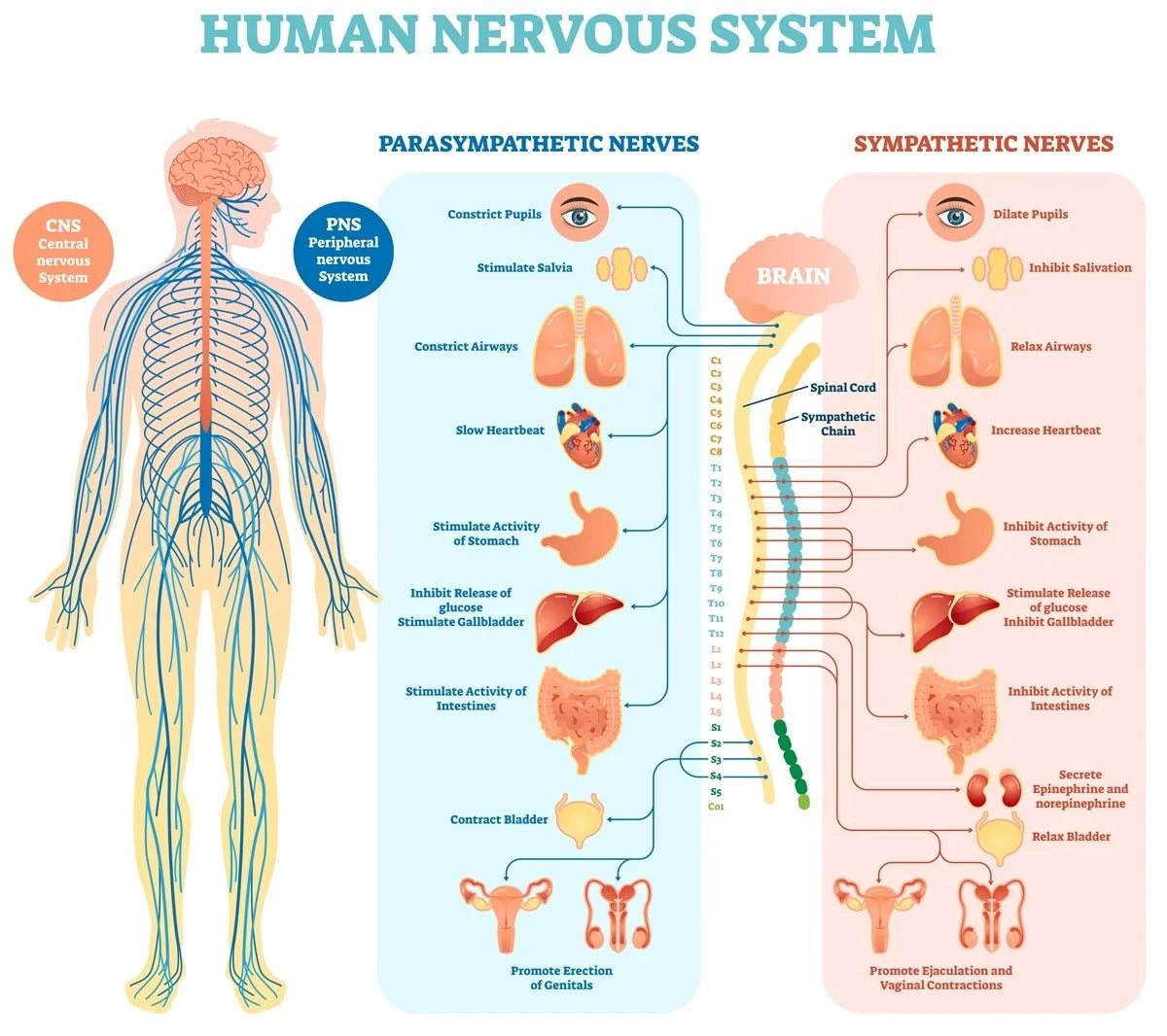 Nervous System